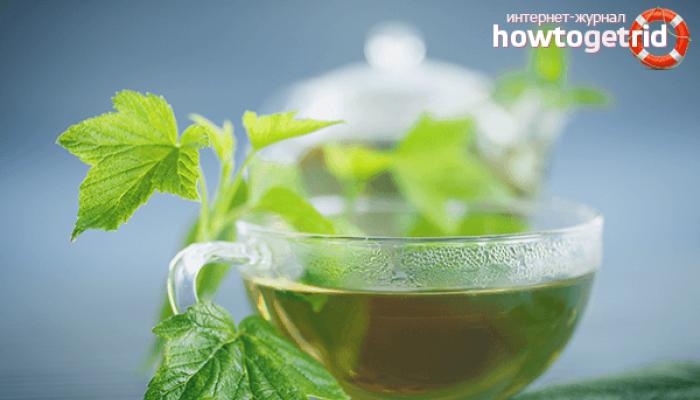 Как правильно высушить листья смородины для чая